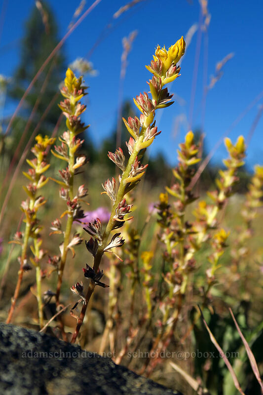 worm-leaf stonecrop, going to seed (Sedum stenopetalum) [Summit Road, Ochoco National Forest, Wheeler County, Oregon]
