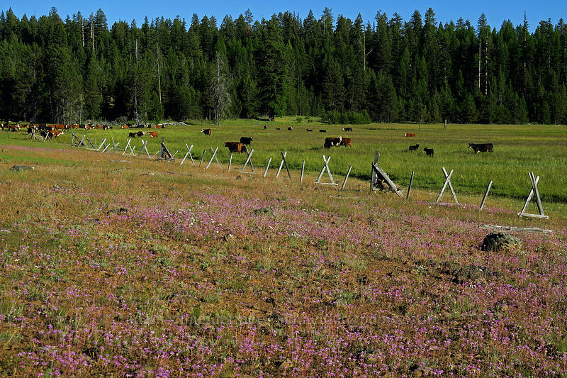 onions & cows (Allium acuminatum) [Summit Road, Ochoco National Forest, Wheeler County, Oregon]