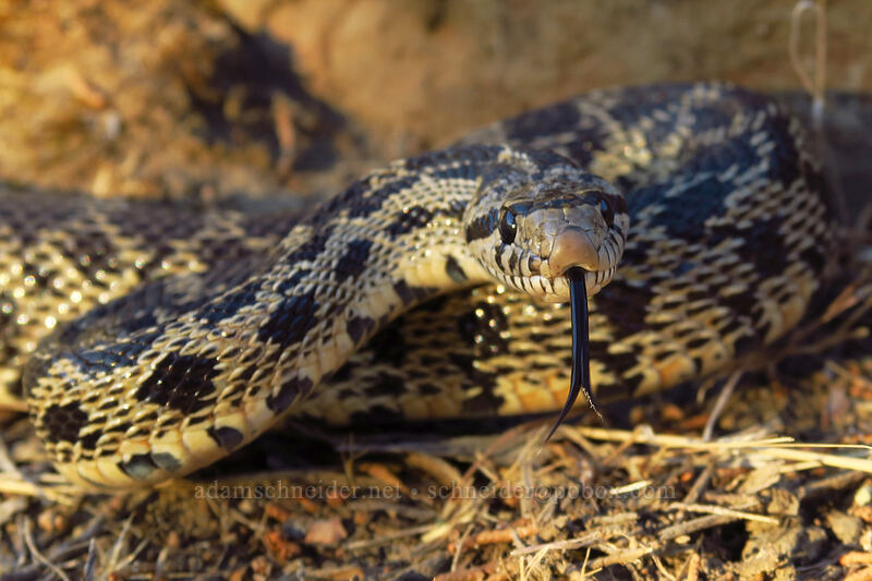 gopher snake (Pituophis catenifer deserticola) [Island In Time Trail, John Day Fossil Beds National Monument, Grant County, Oregon]