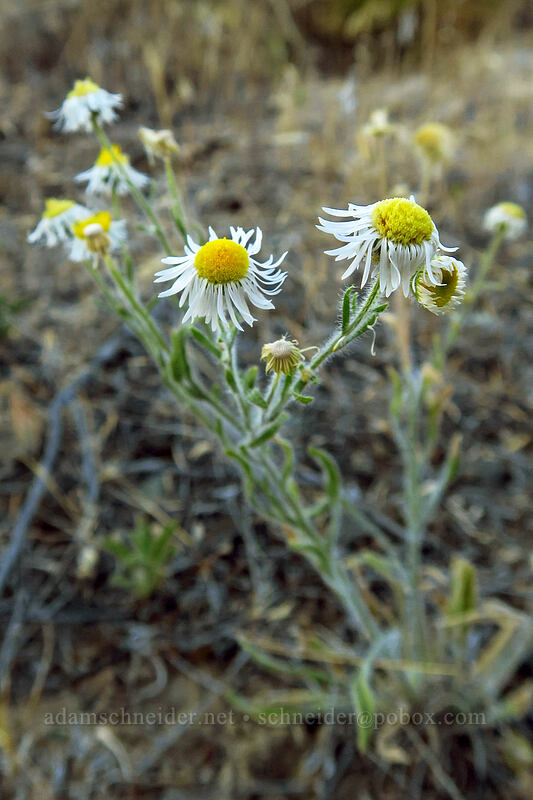 shaggy fleabane (Erigeron pumilus var. intermedius) [Island In Time Trail, John Day Fossil Beds National Monument, Grant County, Oregon]