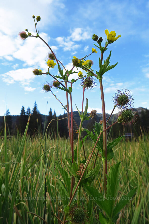 yellow avens (Geum aleppicum) [Silver Lake Interpretive Trail, Brighton, Salt Lake County, Utah]