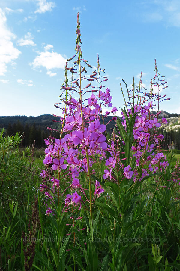 fireweed (Chamerion angustifolium (Chamaenerion angustifolium) (Epilobium angustifolium)) [Silver Lake Interpretive Trail, Brighton, Salt Lake County, Utah]