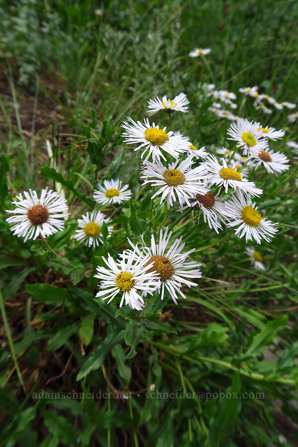 pale showy fleabane (Erigeron speciosus) [Lake Solitude Trail, Uinta-Wasatch-Cache National Forest, Salt Lake County, Utah]