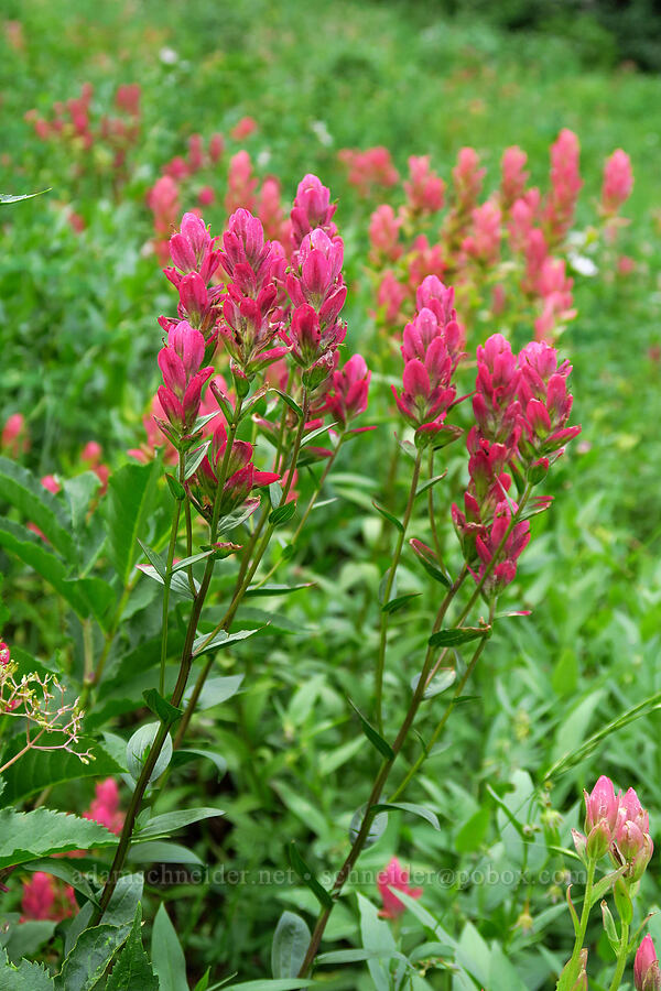 rosy paintbrush (Castilleja rhexiifolia) [Lake Solitude Trail, Uinta-Wasatch-Cache National Forest, Salt Lake County, Utah]