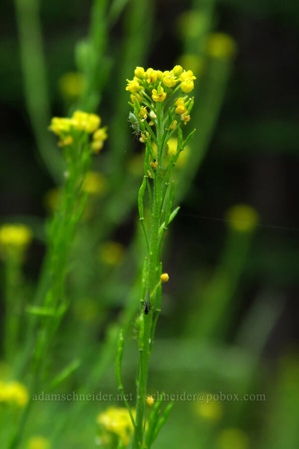 mountain tansy-mustard (Descurainia incana) [Lake Solitude Trail, Uinta-Wasatch-Cache National Forest, Salt Lake County, Utah]