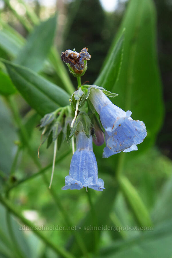 aspen bluebells (Mertensia arizonica) [Lake Solitude Trail, Uinta-Wasatch-Cache National Forest, Salt Lake County, Utah]