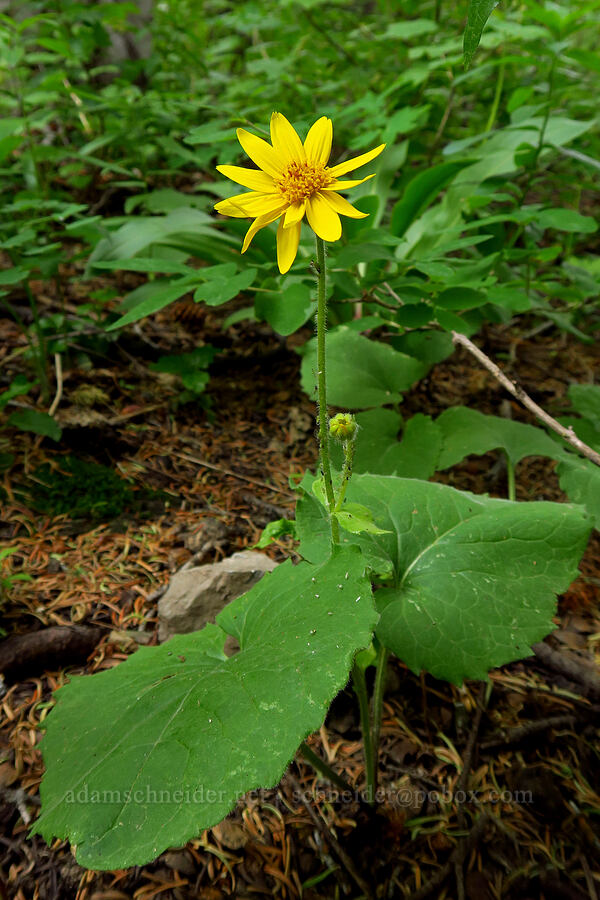 heart-leaf arnica (Arnica cordifolia) [Lake Solitude Trail, Uinta-Wasatch-Cache National Forest, Salt Lake County, Utah]