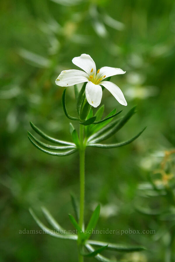 Nuttall's linanthus (Leptosiphon nuttallii (Linanthus nuttallii)) [Lake Solitude Trail, Uinta-Wasatch-Cache National Forest, Salt Lake County, Utah]