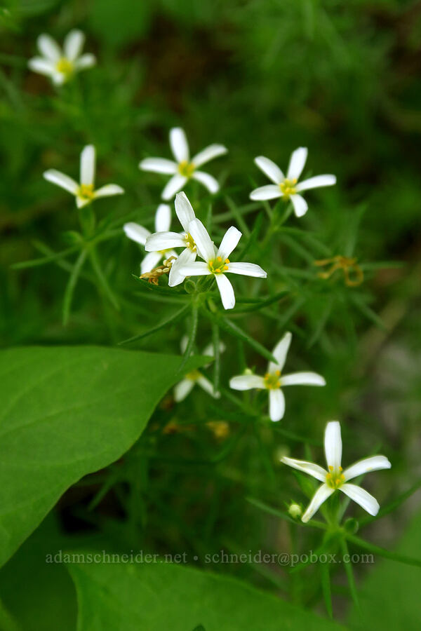 Nuttall's linanthus (Leptosiphon nuttallii (Linanthus nuttallii)) [Lake Solitude Trail, Uinta-Wasatch-Cache National Forest, Salt Lake County, Utah]