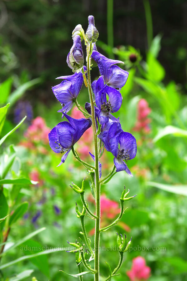 monkshood (Aconitum columbianum) [Lake Solitude Trail, Uinta-Wasatch-Cache National Forest, Salt Lake County, Utah]