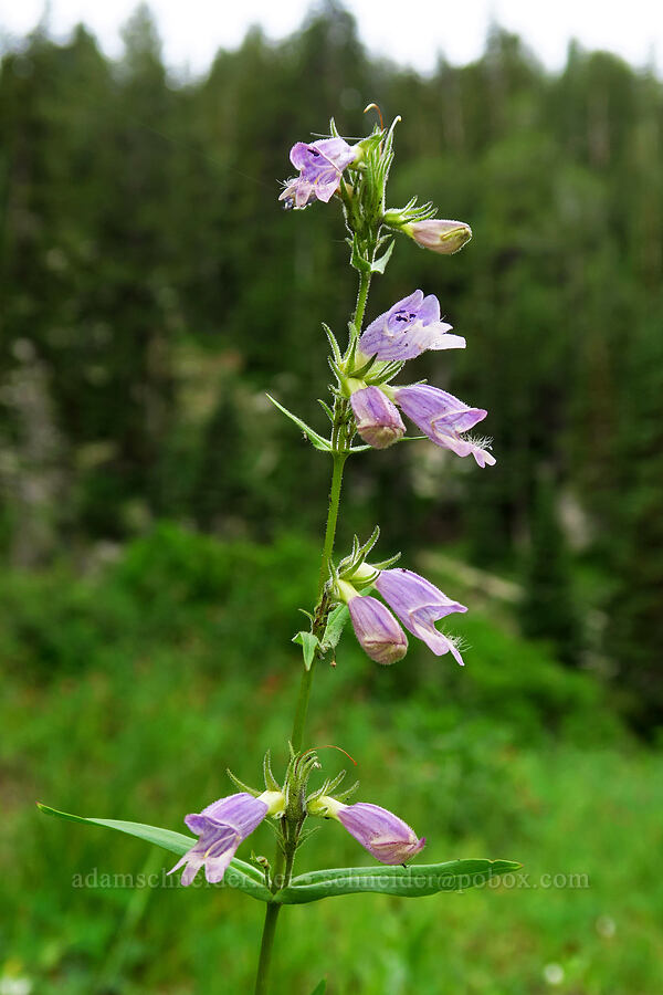 Whipple's penstemon (Penstemon whippleanus) [Lake Solitude Trail, Uinta-Wasatch-Cache National Forest, Salt Lake County, Utah]