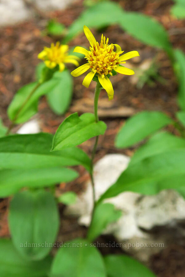 Parry's goldenrod (Oreochrysum parryi (Solidago parryi)) [above Lake Solitude, Uinta-Wasatch-Cache National Forest, Salt Lake County, Utah]