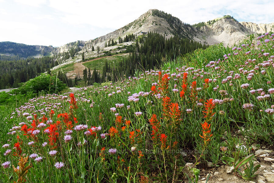 paintbrush & coyote mint (Castilleja applegatei var. viscida, Monardella odoratissima) [Twin Lakes Reservoir, Uinta-Wasatch-Cache National Forest, Salt Lake County, Utah]