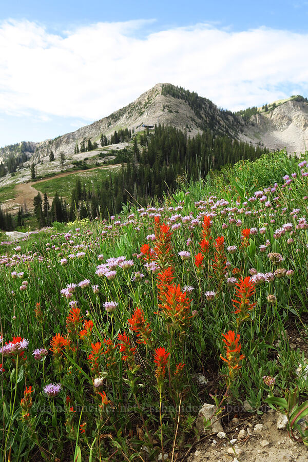 paintbrush & coyote mint (Castilleja applegatei var. viscida, Monardella odoratissima) [Twin Lakes Reservoir, Uinta-Wasatch-Cache National Forest, Salt Lake County, Utah]