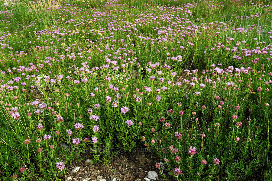 mountain pennyroyal (coyote mint) (Monardella odoratissima) [Twin Lakes Reservoir, Uinta-Wasatch-Cache National Forest, Salt Lake County, Utah]
