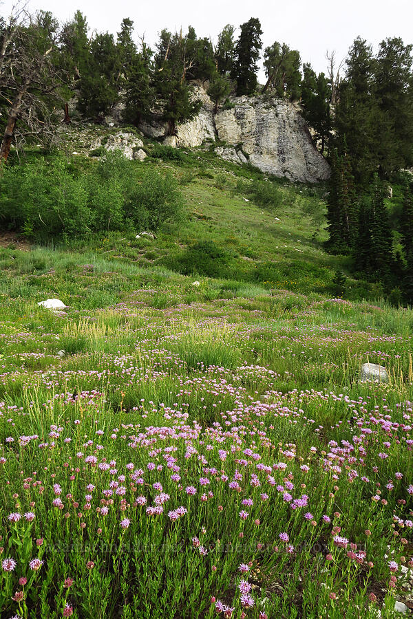 mountain pennyroyal (coyote mint) (Monardella odoratissima) [Twin Lakes Reservoir, Uinta-Wasatch-Cache National Forest, Salt Lake County, Utah]