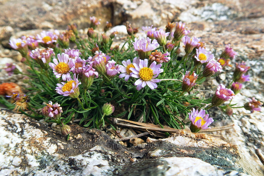 Wasatch fleabane (Erigeron arenarioides) [Twin Lakes Reservoir, Uinta-Wasatch-Cache National Forest, Salt Lake County, Utah]