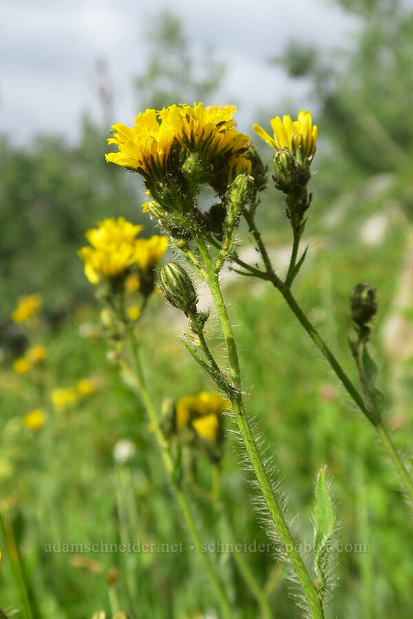Scouler's hawkweed (woollyweed) (Hieracium scouleri (Pilosella scouleri)) [Twin Lakes Reservoir, Uinta-Wasatch-Cache National Forest, Salt Lake County, Utah]