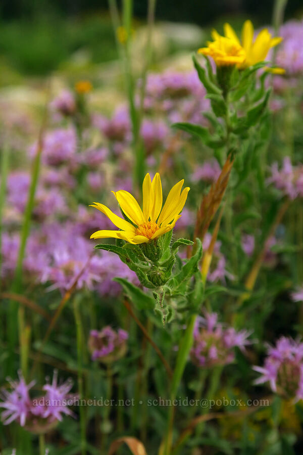 hairy golden-aster (Heterotheca hirsuta (Heterotheca villosa)) [Twin Lakes Reservoir, Uinta-Wasatch-Cache National Forest, Salt Lake County, Utah]