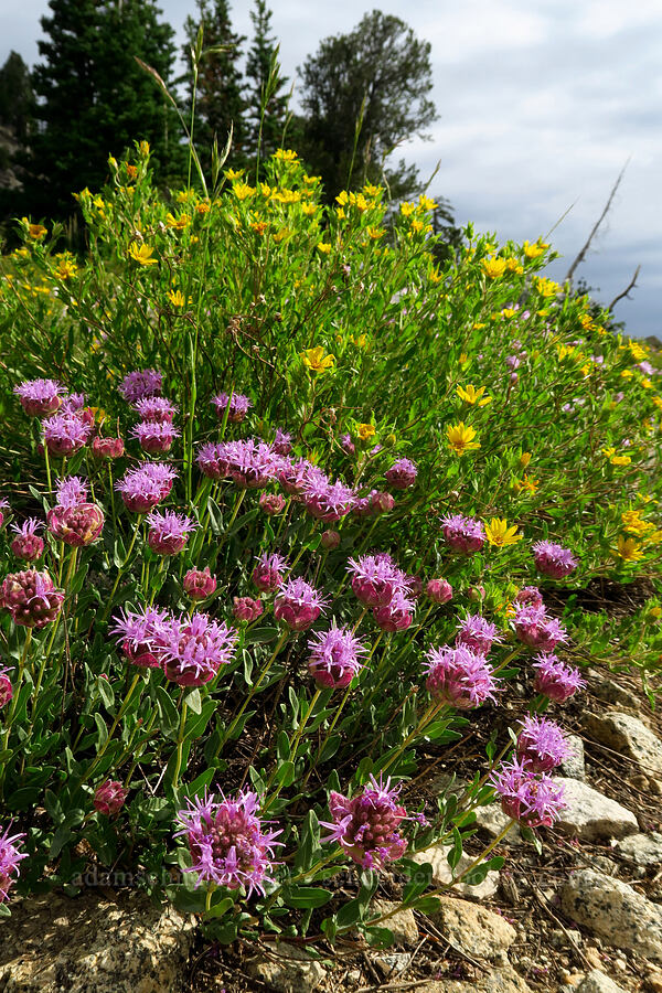 mountain pennyroyal & hairy golden-aster (Monardella odoratissima, Heterotheca hirsuta (Heterotheca villosa)) [Twin Lakes Reservoir, Uinta-Wasatch-Cache National Forest, Salt Lake County, Utah]