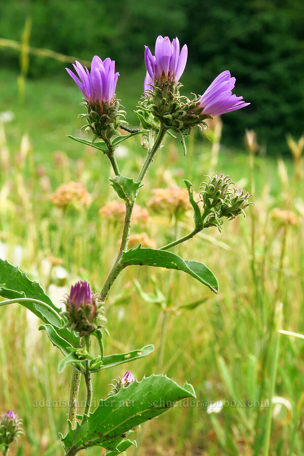 hoary aster (Dieteria canescens) [Twin Lake Trail, Uinta-Wasatch-Cache National Forest, Salt Lake County, Utah]