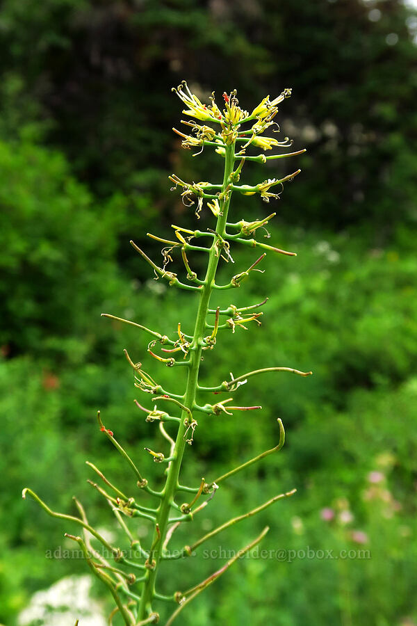 spearhead (Chlorocrambe hastata) [Twin Lake Trail, Uinta-Wasatch-Cache National Forest, Salt Lake County, Utah]