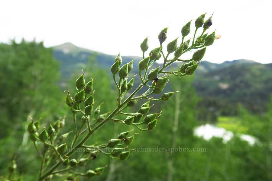 lance-leaf figwort, going to seed (Scrophularia lanceolata) [Twin Lake Trail, Uinta-Wasatch-Cache National Forest, Salt Lake County, Utah]