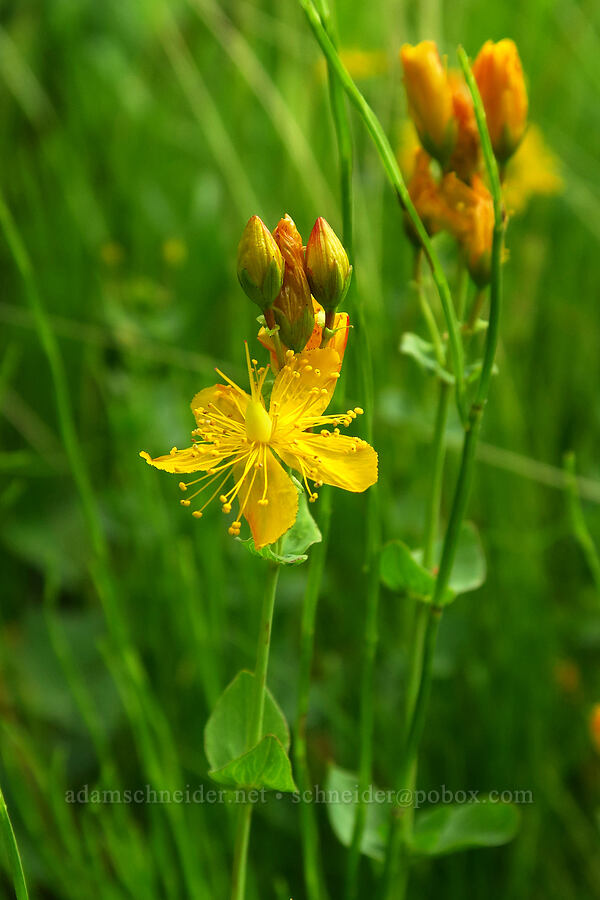 western St.-John's-wort (Hypericum scouleri) [Silver Lake Interpretive Trail, Brighton, Salt Lake County, Utah]