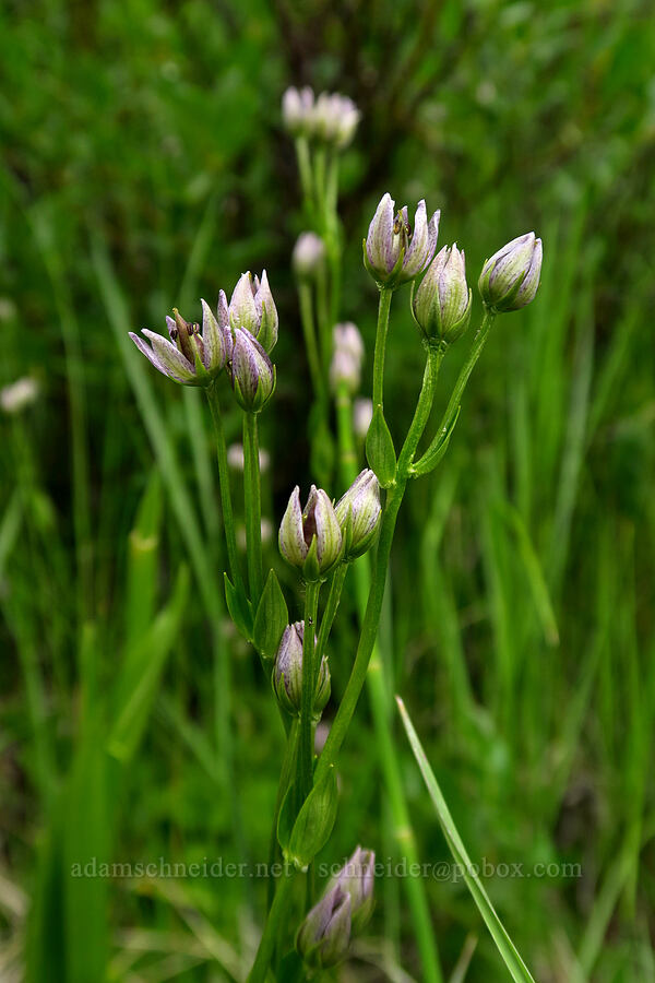 star gentian (felwort) (Swertia perennis) [Silver Lake Interpretive Trail, Brighton, Salt Lake County, Utah]