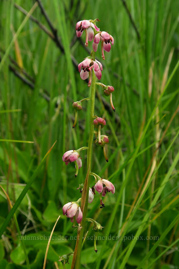 pink pyrola (Pyrola asarifolia) [Silver Lake Interpretive Trail, Brighton, Salt Lake County, Utah]