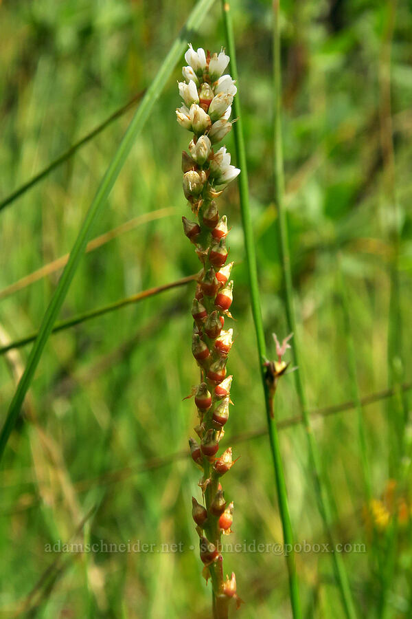 alpine bistort (Bistorta vivipara (Polygonum viviparum)) [Silver Lake Interpretive Trail, Brighton, Salt Lake County, Utah]