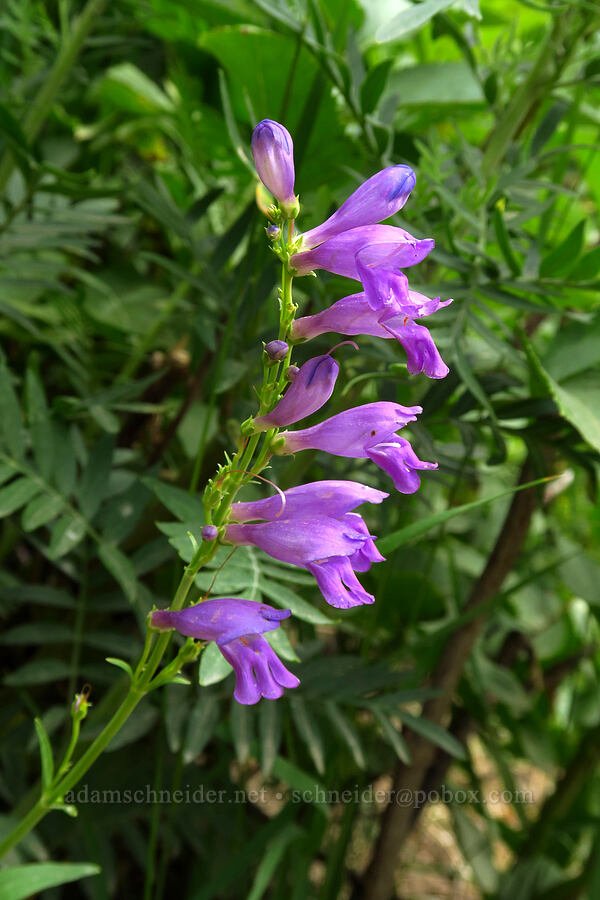 Rocky Mountain penstemon (Penstemon strictus) [Silver Lake Interpretive Trail, Brighton, Salt Lake County, Utah]