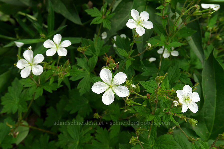 Richardson's geraniums (Geranium richardsonii) [Silver Lake Interpretive Trail, Brighton, Salt Lake County, Utah]
