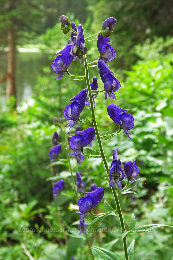 monkshood (Aconitum columbianum) [Silver Lake Interpretive Trail, Brighton, Salt Lake County, Utah]