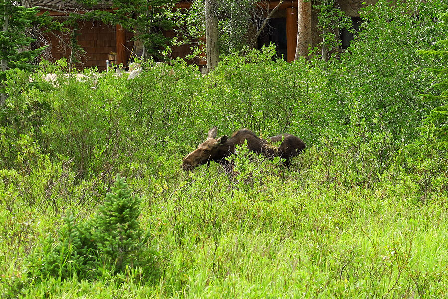 Shiras moose (cow) (Alces alces shirasi) [Silver Lake Interpretive Trail, Brighton, Salt Lake County, Utah]