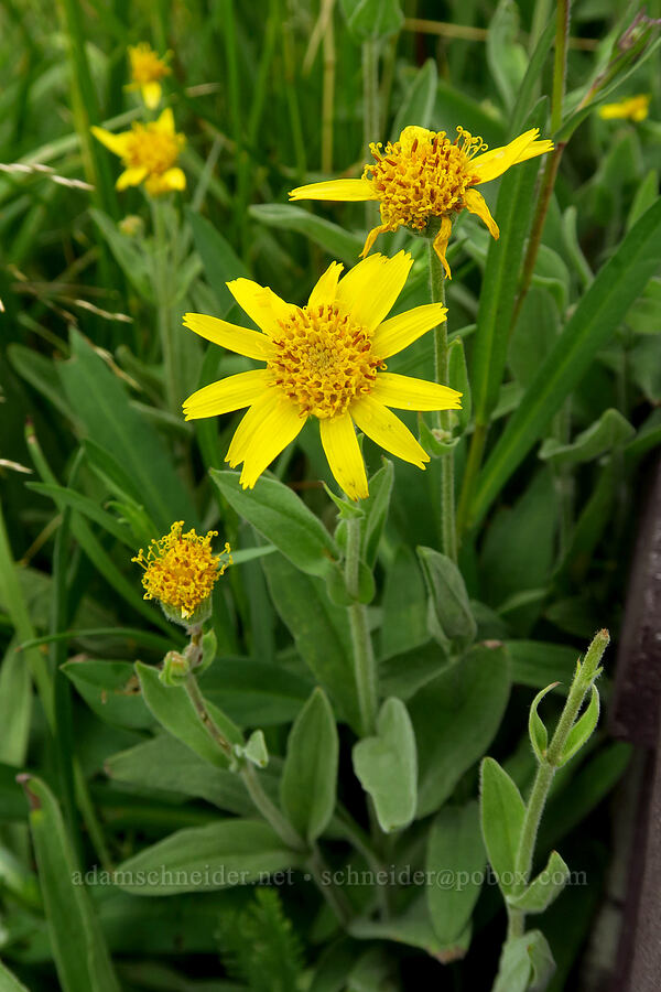 hairy arnica (Arnica mollis) [Silver Lake Interpretive Trail, Brighton, Salt Lake County, Utah]