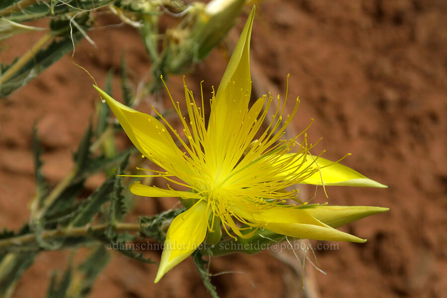 smooth-stem blazing-star (Mentzelia laevicaulis) [Highway 248, Park City, Summit County, Utah]