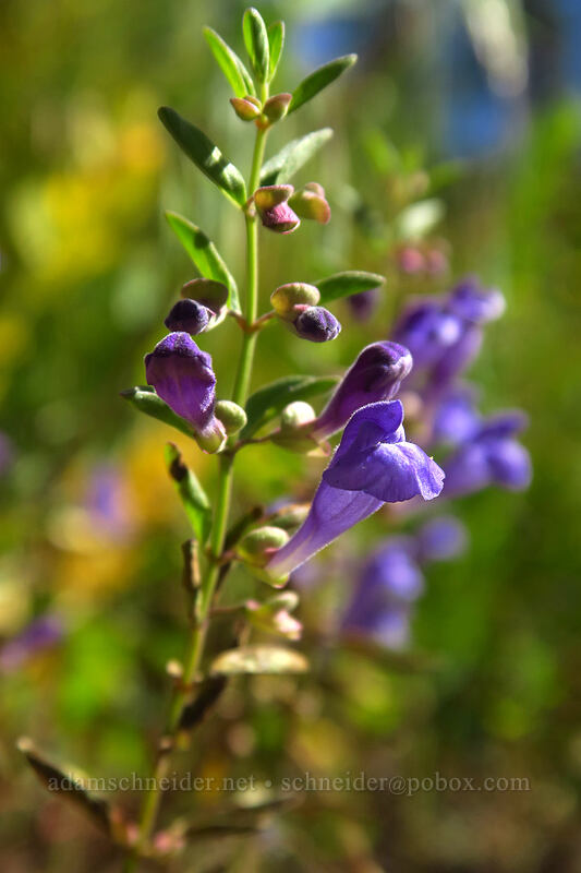 narrow-leaf skullcap (Scutellaria angustifolia ssp. micrantha) [Onion Creek Trail, Strawberry Mountain Wilderness, Grant County, Oregon]