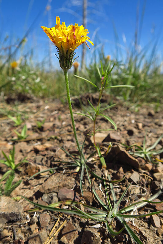 agoseris (Agoseris sp.) [Onion Creek Trail, Strawberry Mountain Wilderness, Grant County, Oregon]