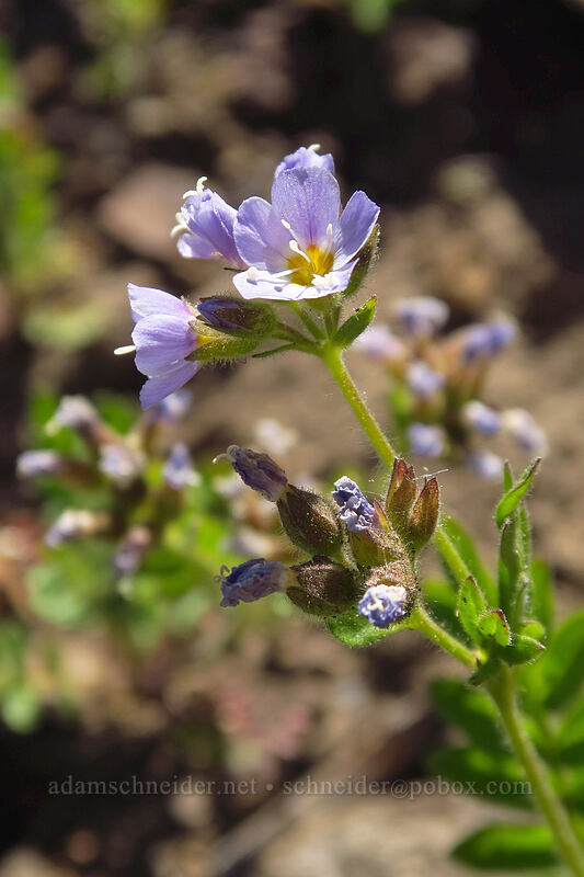 California Jacob's-ladder (Polemonium californicum) [Onion Creek Trail, Strawberry Mountain Wilderness, Grant County, Oregon]