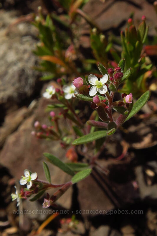 spreading ground-smoke (Gayophytum diffusum) [Onion Creek Trail, Strawberry Mountain Wilderness, Grant County, Oregon]