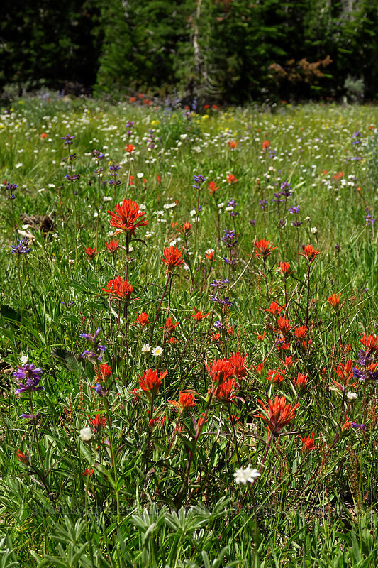paintbrush etc. (Castilleja sp., Penstemon sp., Erigeron sp.) [Onion Creek Trail, Strawberry Mountain Wilderness, Grant County, Oregon]