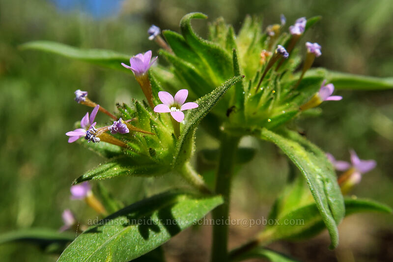 narrow-leaf collomia (Collomia linearis) [Onion Creek Trail, Strawberry Mountain Wilderness, Grant County, Oregon]