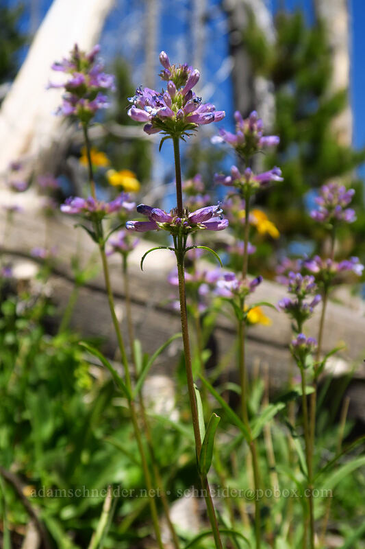 taper-leaved penstemon (Penstemon attenuatus) [Onion Creek Trail, Strawberry Mountain Wilderness, Grant County, Oregon]