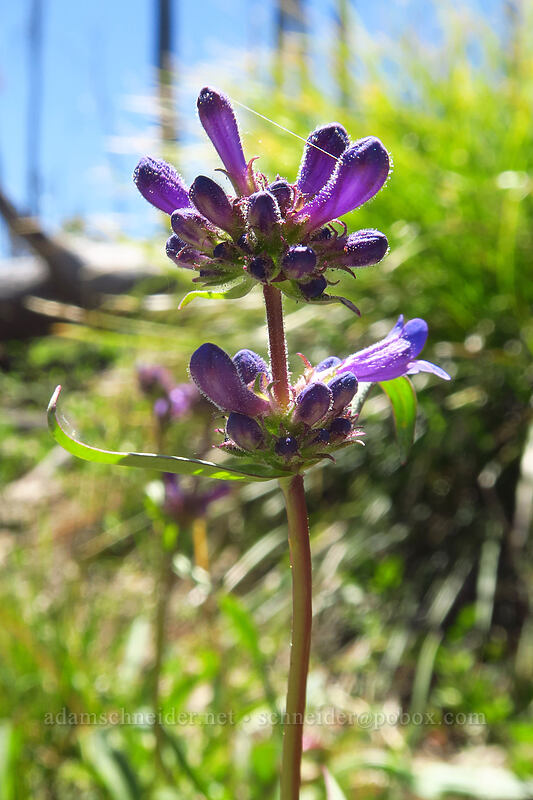 taper-leaved penstemon (Penstemon attenuatus) [Onion Creek Trail, Strawberry Mountain Wilderness, Grant County, Oregon]