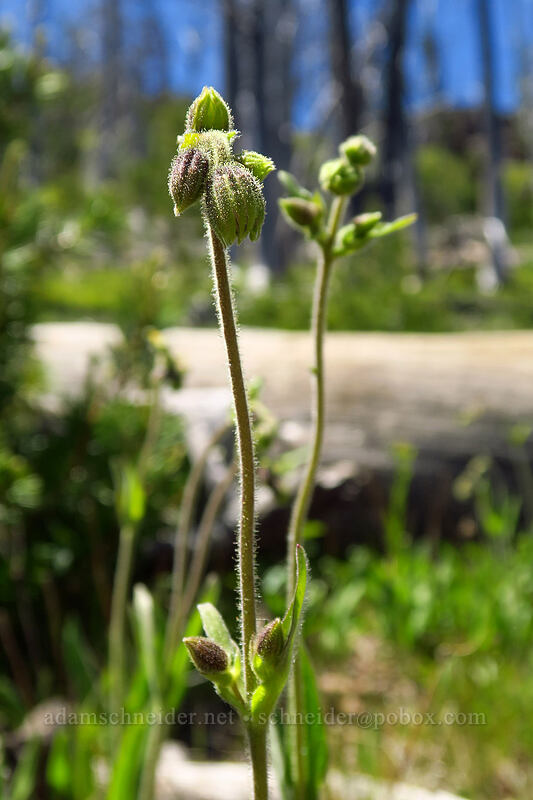 arnica, budding (Arnica sp.) [Onion Creek Trail, Strawberry Mountain Wilderness, Grant County, Oregon]