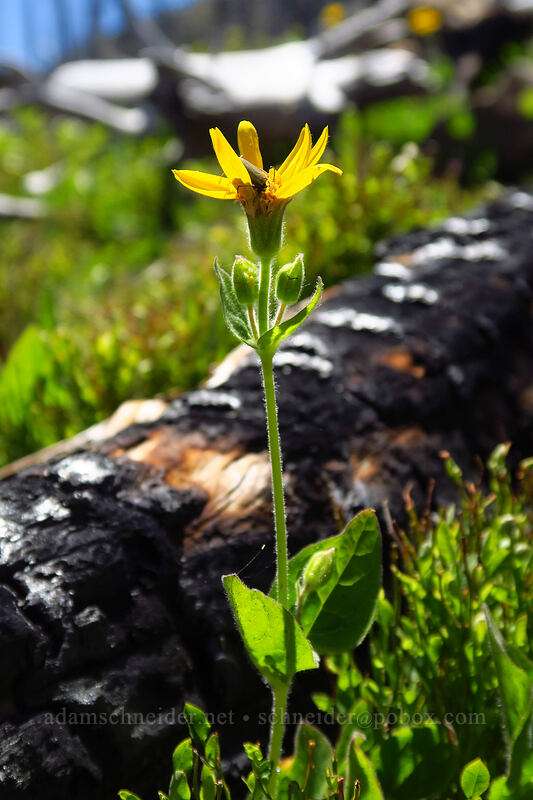 arnica (Arnica sp.) [Onion Creek Trail, Strawberry Mountain Wilderness, Grant County, Oregon]