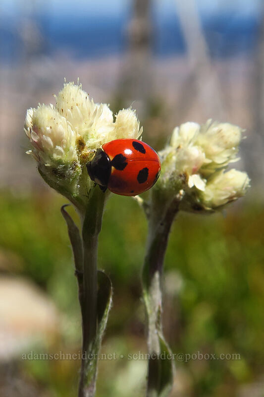 seven-spotted ladybug on pussy-toes (Coccinella septempunctata, Antennaria sp.) [Onion Creek Trail, Strawberry Mountain Wilderness, Grant County, Oregon]