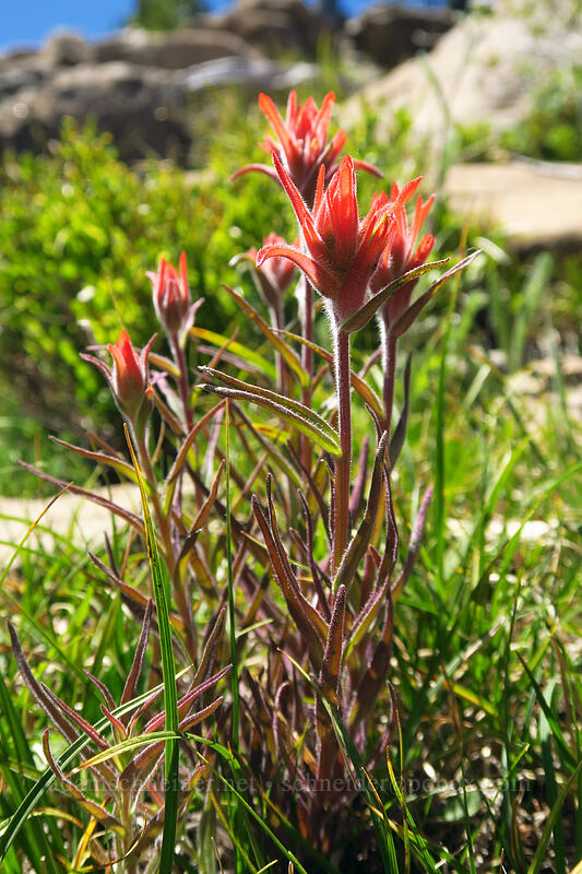Peck's paintbrush (Castilleja peckiana) [Onion Creek Trail, Strawberry Mountain Wilderness, Grant County, Oregon]