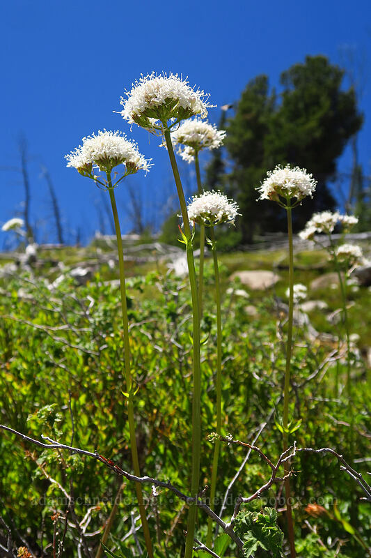 Sitka valerian (Valeriana sitchensis) [Onion Creek Trail, Strawberry Mountain Wilderness, Grant County, Oregon]